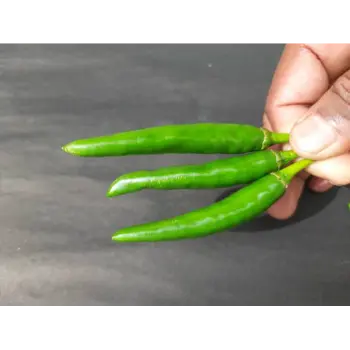 green chilli (20)-6871421-98296.webp